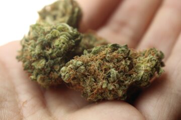 Uses of Cannabis as a Medicine