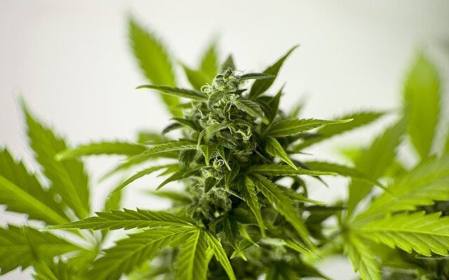 health benefits of cannabis