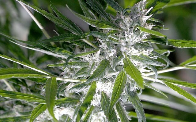 Tips for growing marijuana indoors