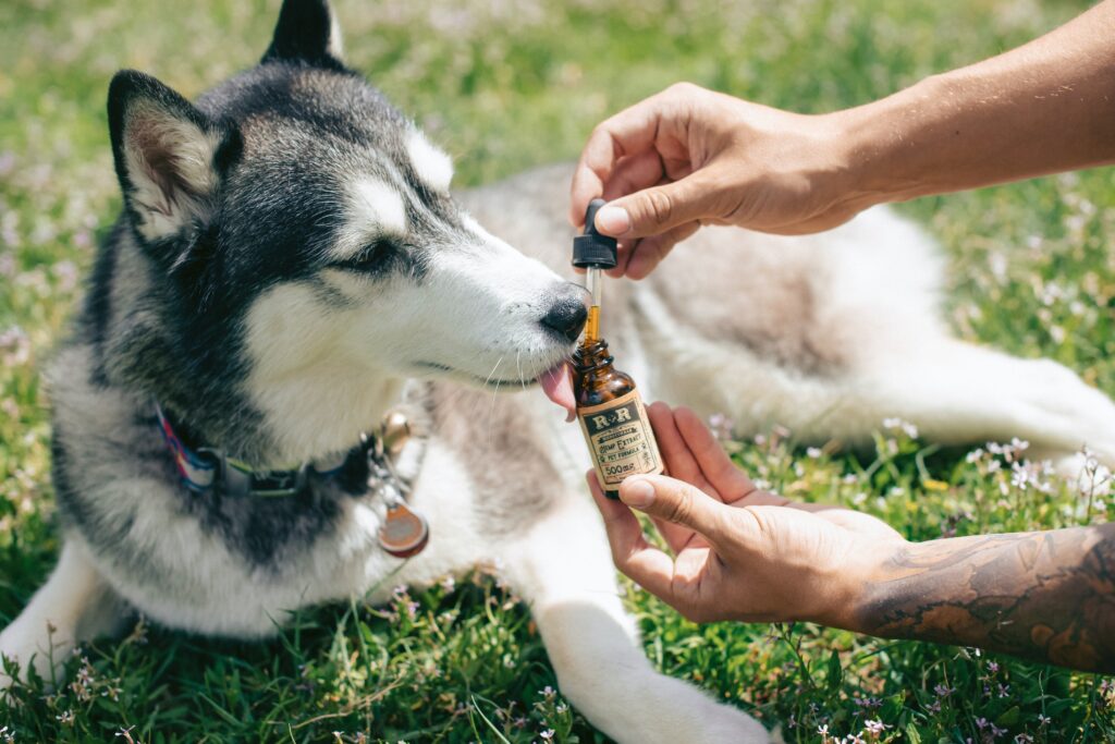 Is CBD harmless for pets